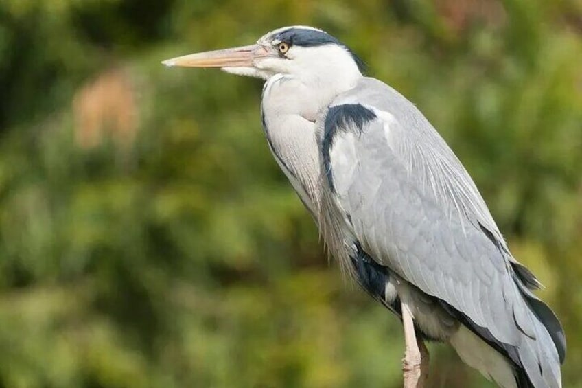 Tamarindo wildlife Estuary boat ride tour 2 hours