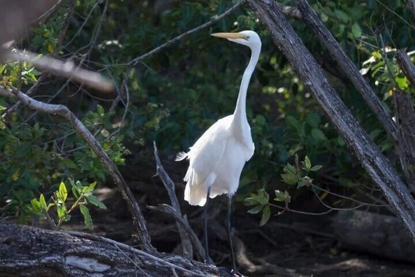 Tamarindo wildlife Estuary boat ride tour 2 hours