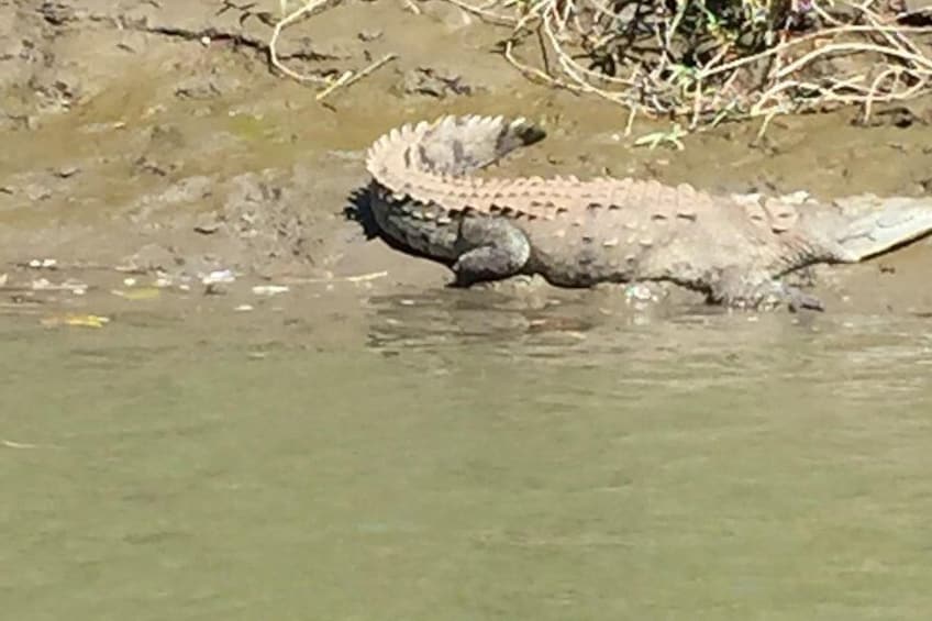 Tamarindo Boat ride safari tour