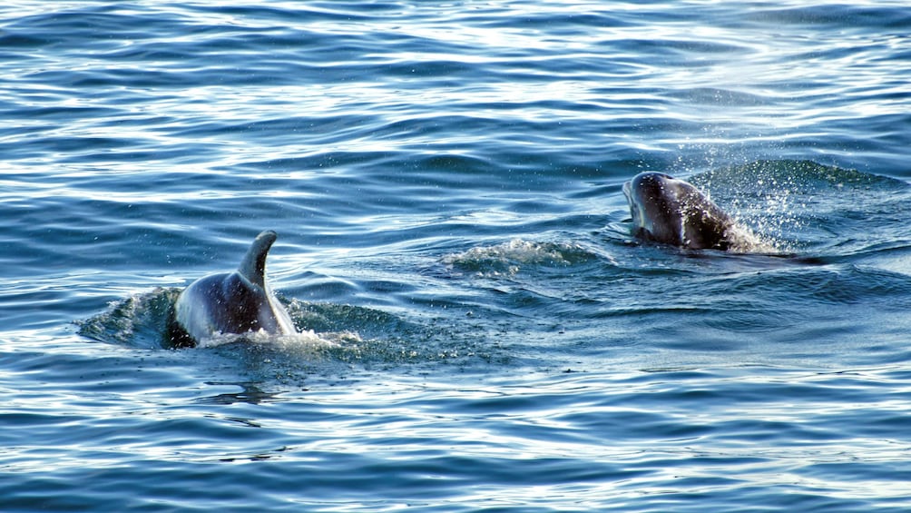 A pod of dolphins in Reykjavik