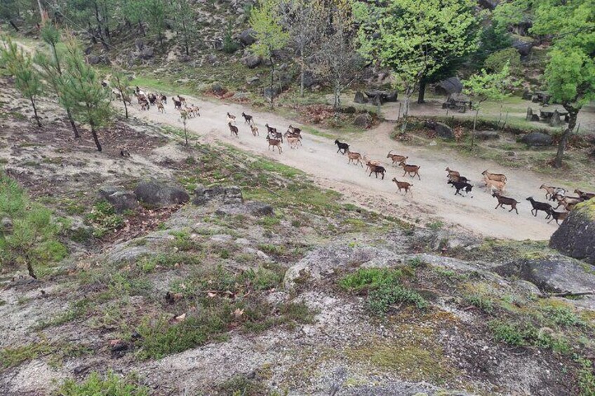 Swim, Hike and Ride in Gerês National Park - from Porto