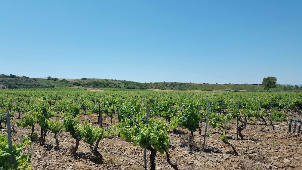 Close view of the vineyard of Cagliari on a beautiful day