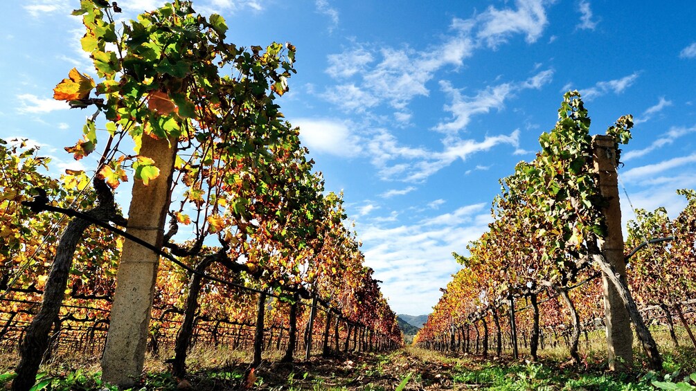 Magnificent view of the vineyards at Cagliari