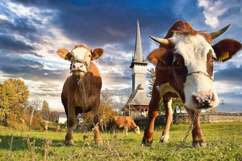 Maramures & Bucovina (2 days, from Cluj)