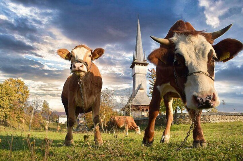 Maramures & Bucovina (2 days, from Cluj)