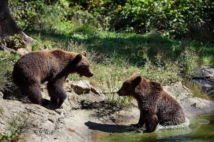 Brown Bears