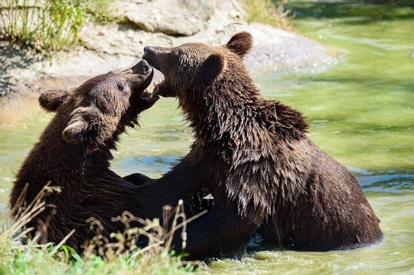 Little Cubs playing