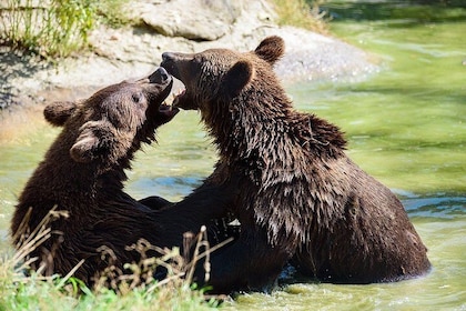 Bears Libearty Sanctuary and Bran Castle Day Trip