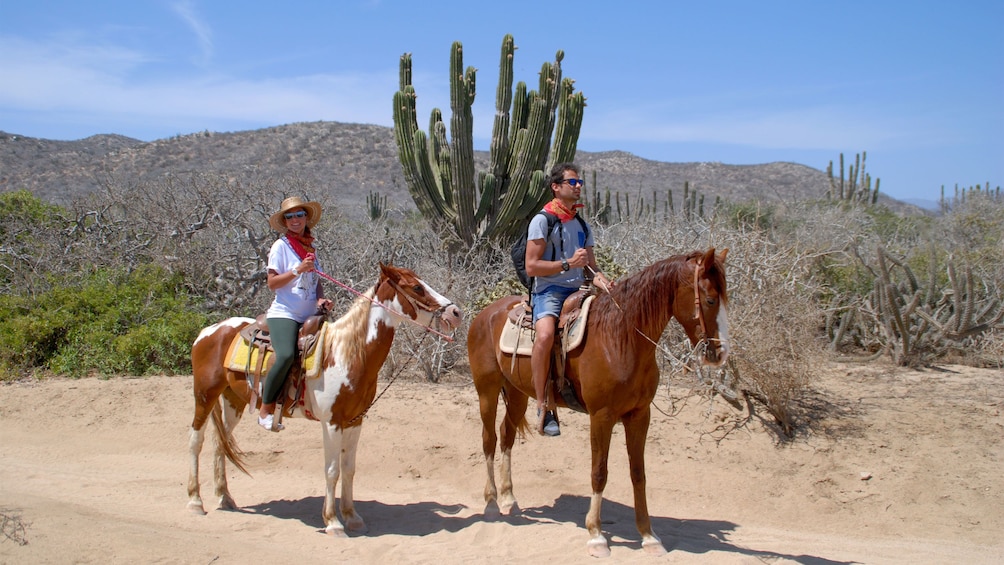 horseback riders near a cactus