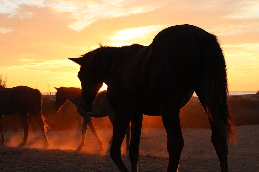 Pacific Beach Horseback Riding