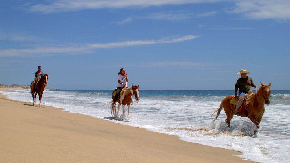 Horses on the beach