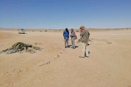 Welwitschia Moon landscape & Namib Desert Dune 7 Private Day Tour