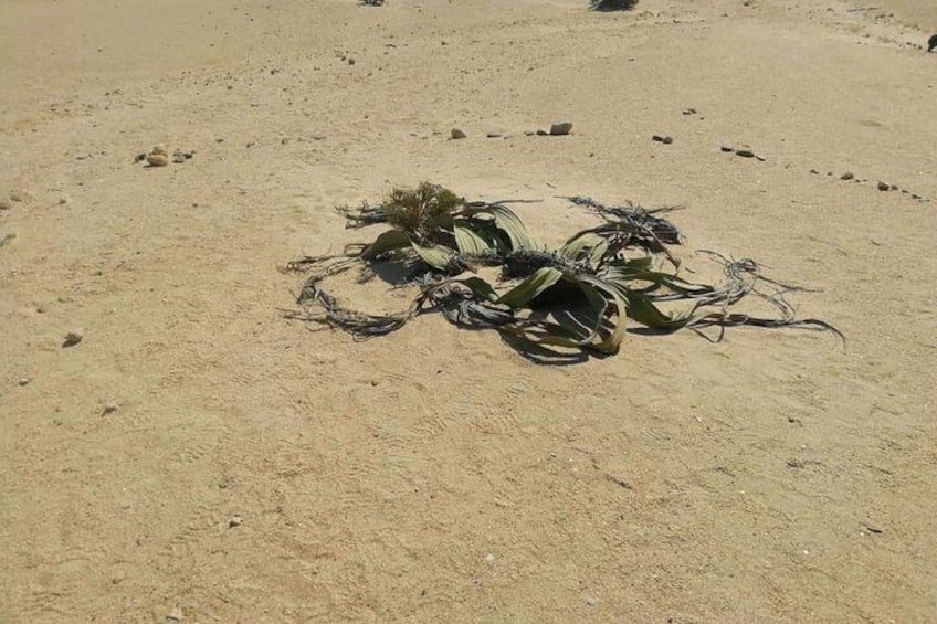 Welwitschia Moon landscape & Namib Desert Dune 7 Private Day Tour