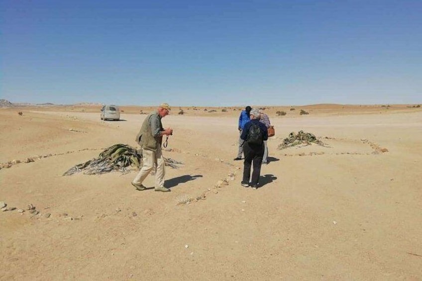 Welwitschia Moon landscape & Namib Desert Dune 7 Private Day Tour