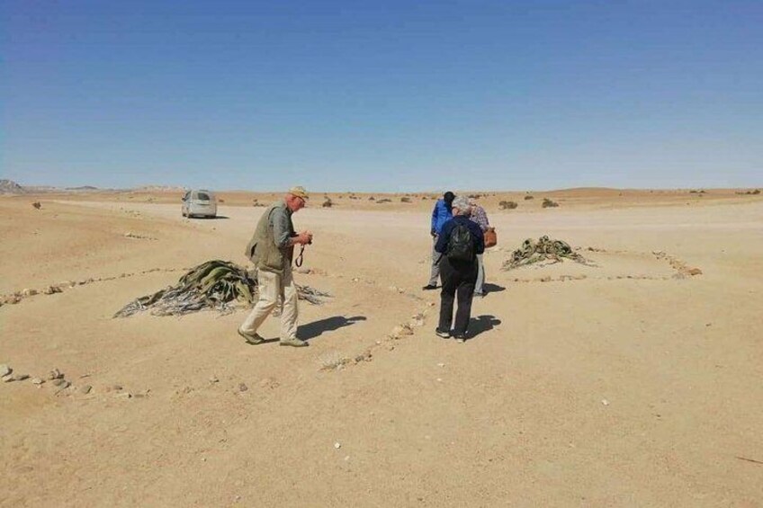 Welwitschia Moon landscape & Namib Desert Dune 7 Private Day Tour