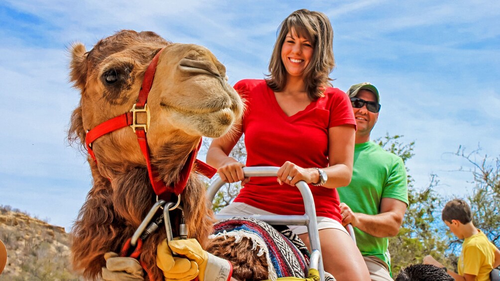 Riding camels in Los Cabos