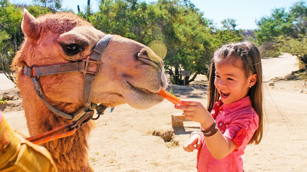 Child feeding carrots to a camel in Los Cabos