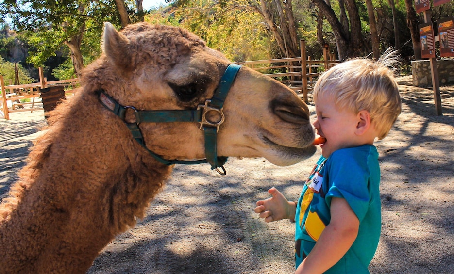 Camel Adventure, Snacks & Drinks and Water-slides