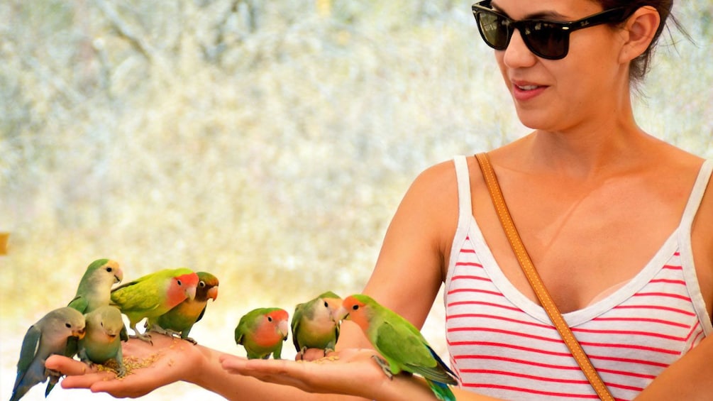 Feeding small colorful birds in Los Cabos