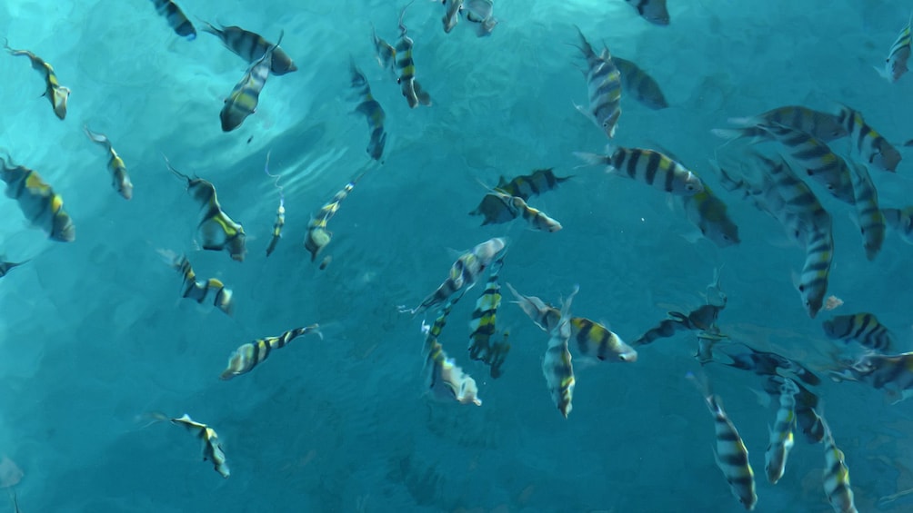 School of striped tropical fish in clear water