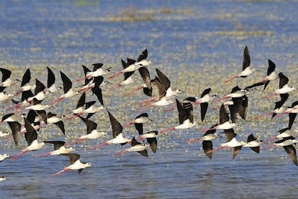 Una giornata nel parco nazionale di Doñana e nel villaggio di Rocio