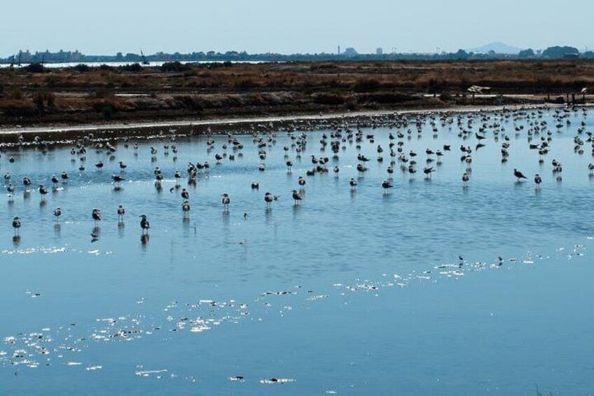 MARISMAS AND BIRDS