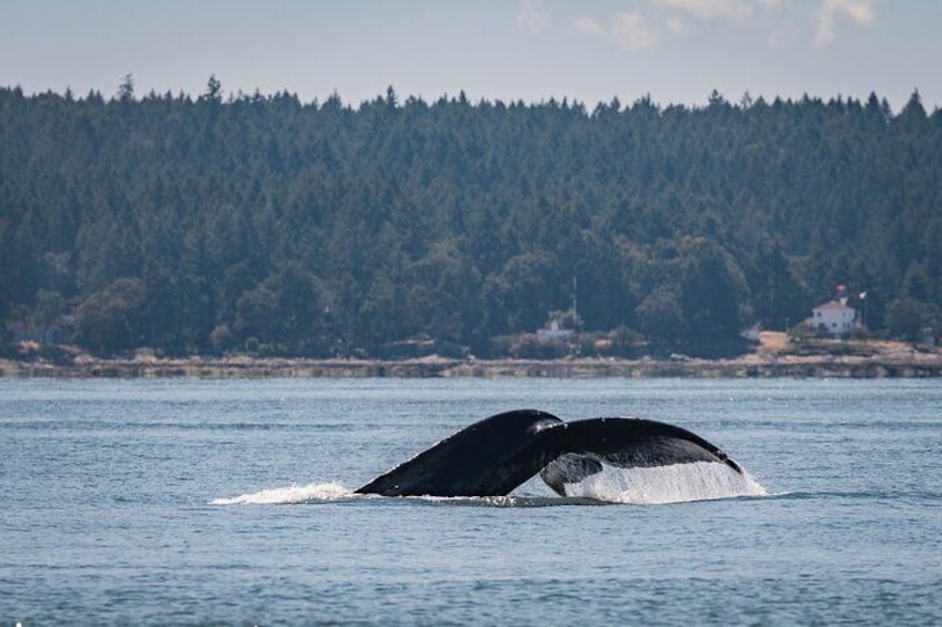 Humpback whales have return to our coast each spring and stay until the late fall