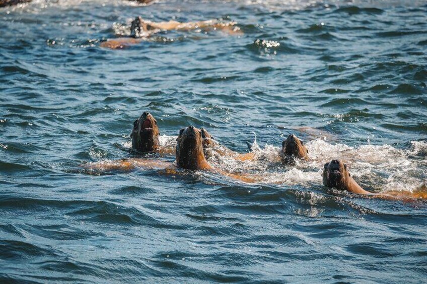 Sea lions rafting in the water