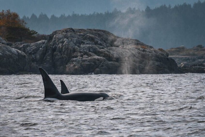 Explore BC's beautiful coastal vistas!