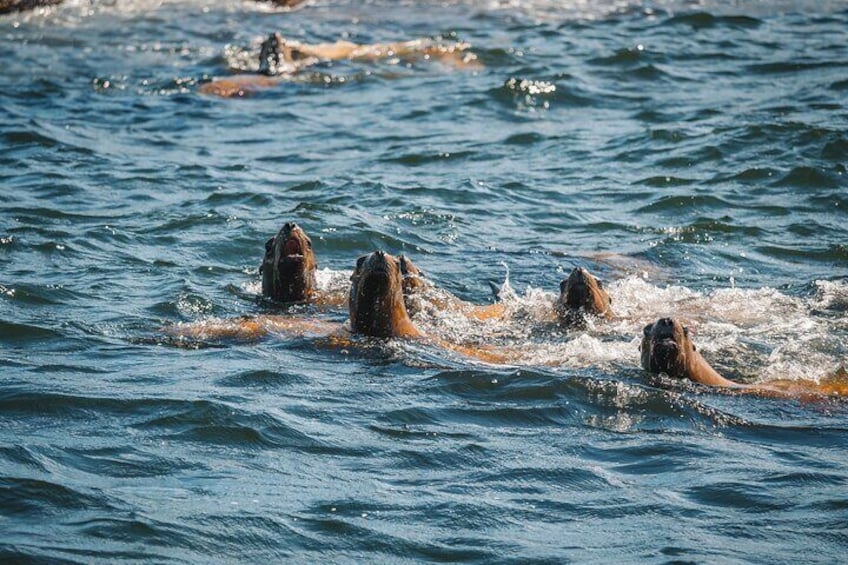 We often see large groups of sea lions.