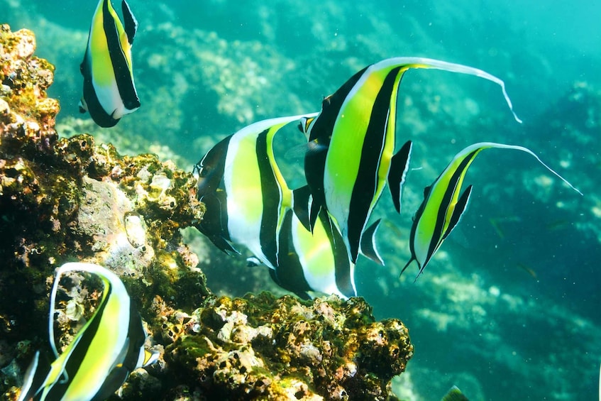 Glass-Bottom Kayak Excursion & Snorkeling at the Arch