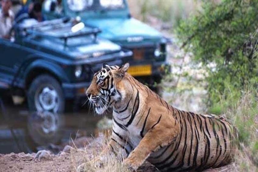 Ranthambore ( Jeep Safari Tour )