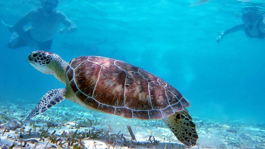 Swimming with wildlife in Los Cabos