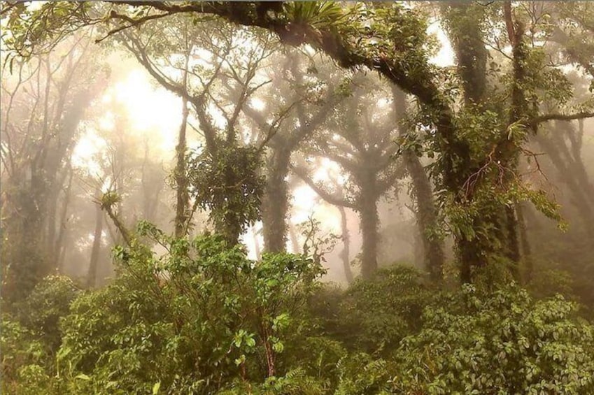 Climbing the volcano woods in ometepe