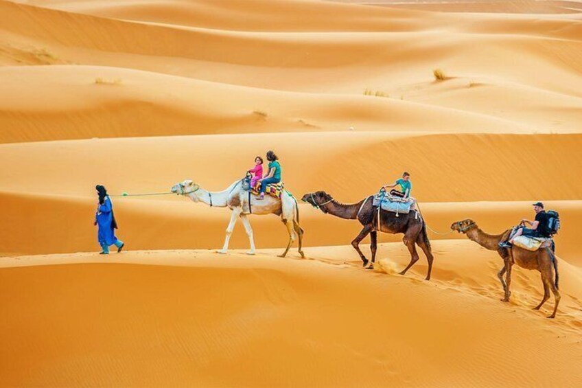 Full-Day Camel Trek in Douz