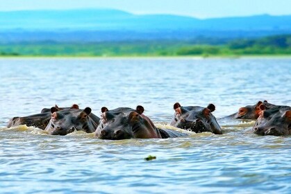 5 Days safari to Maasai Mara ,Lake Nakuru and Hell's gate national park