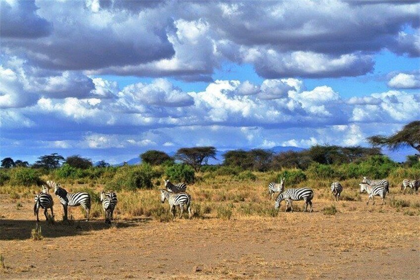 Day Trip - Tsavo East National Park ( Man Eater Lions of Tsavo & Other Big Five)