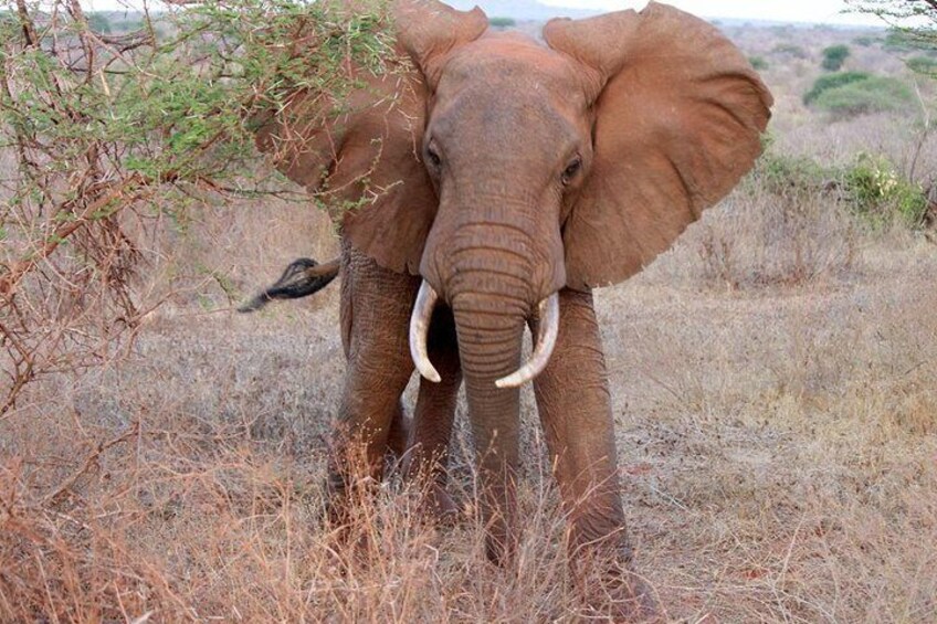 Day Trip - Tsavo East National Park Safari From Mombasa/Diani Expedition Happy Hour Elephant 