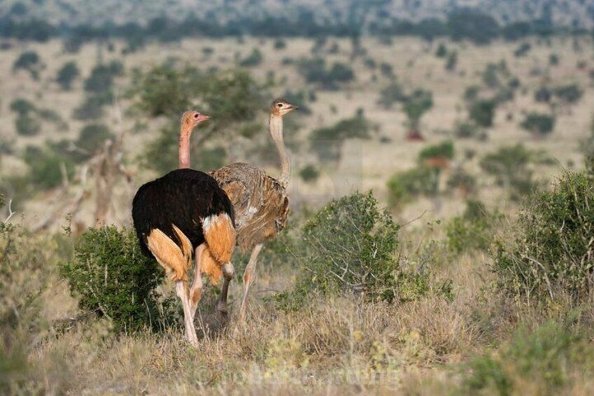 Day Trip - Tsavo East National Park Safari From Mombasa/Diani Expedition Happy Hour Ostrich