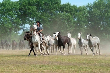 Gaucho Fiesta with lunch - full day tour