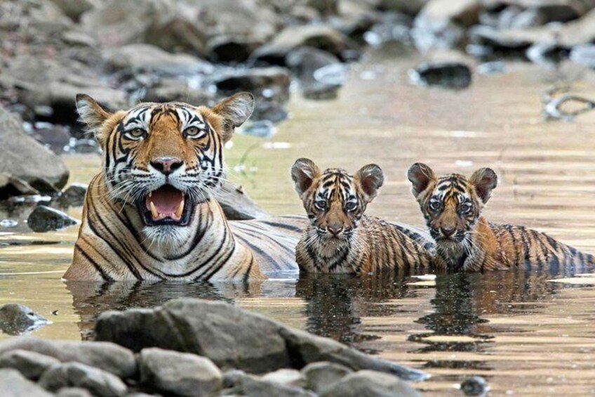 4 Days Golden Triangle Tour with Ranthambore from Delhi