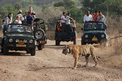 5 Days Golden Triangle Tour with Ranthambore Tiger Safari