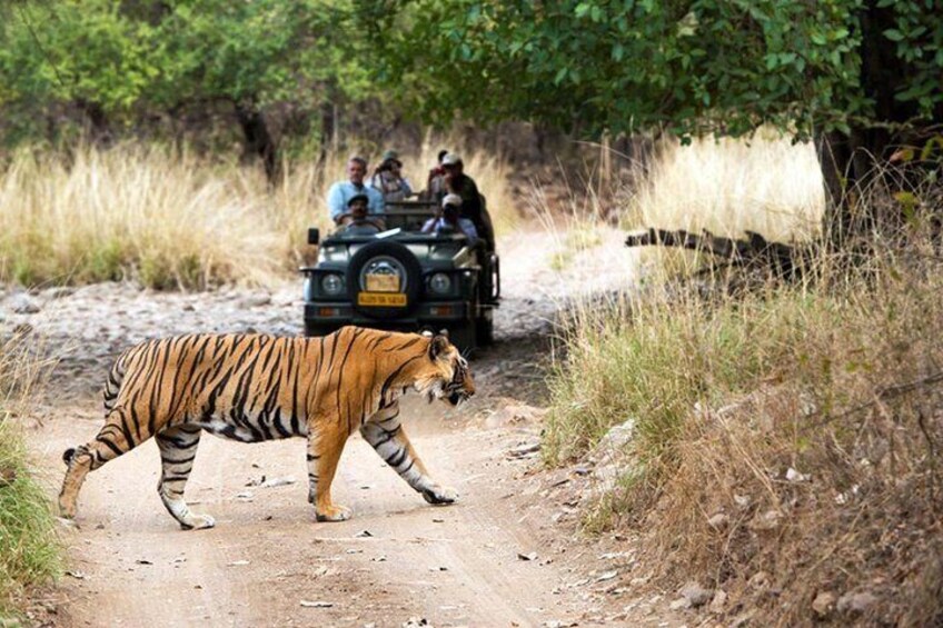 8 Days Delhi Agra Ranthambore Udaipur Jaipur Delhi Private Tour