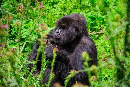 3 Days Private Adventure from Kigali with Gorilla Trekking