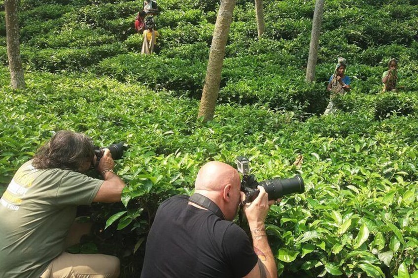 Tea garden at Sremongal