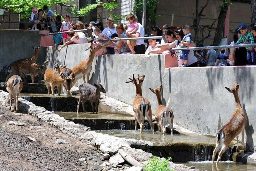 Yerevan Zoo
