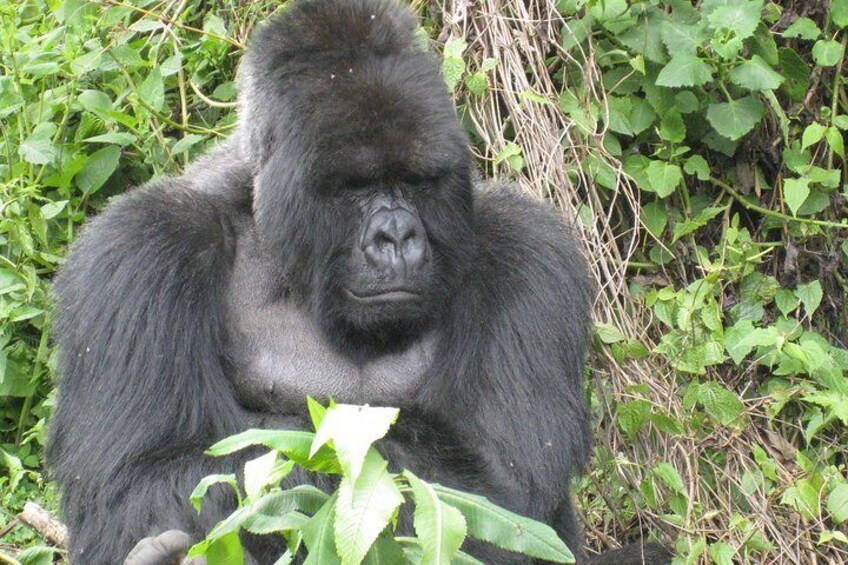 On the Path of Gorillas Safari 8Days/ 7Nights