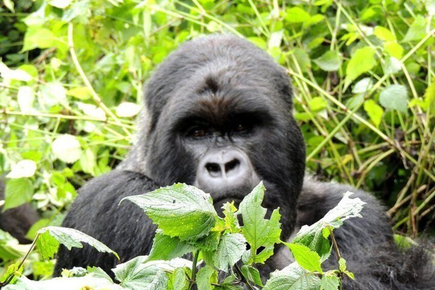 On the Path of Gorillas Safari 8Days/ 7Nights