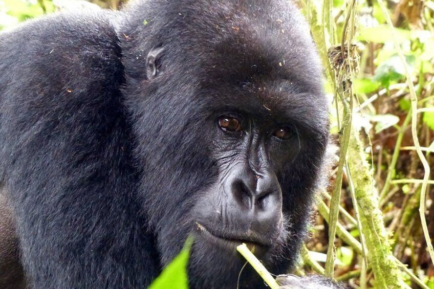 On the Path of Gorillas Safari 8Days/ 7Nights