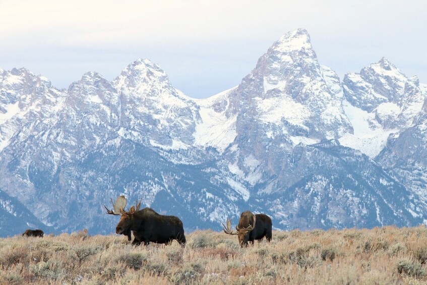 Grand Teton Self-Guided Driving Tour